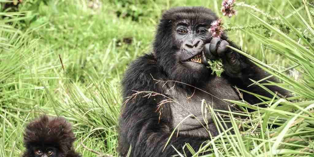 sabyinyo gorillas eating thistles   alisa bowen 