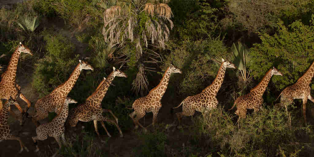 Giraffes in Tarangire National Park, Tanzania safaris