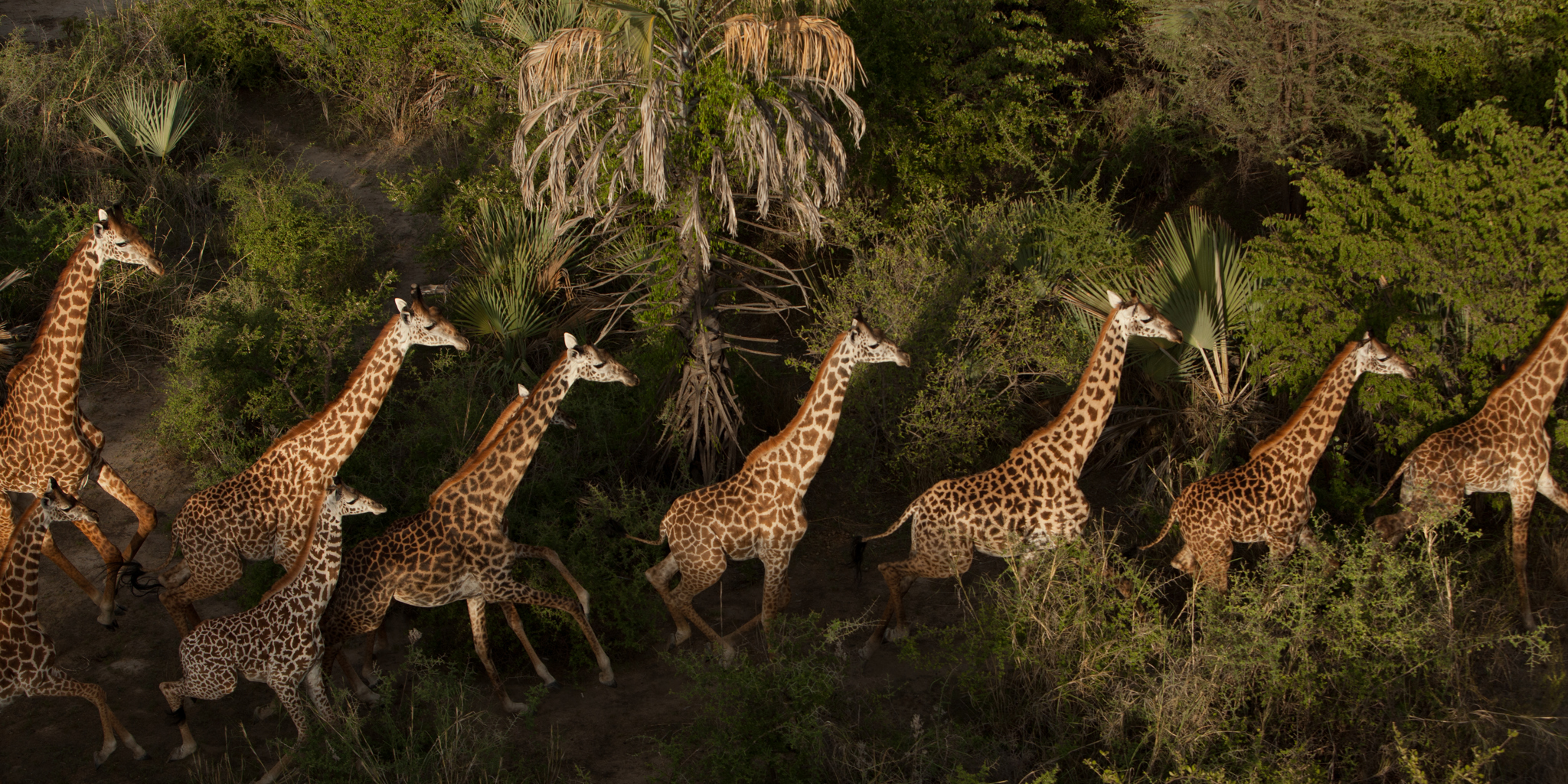 Tarangire National Park Safaris | Tanzania