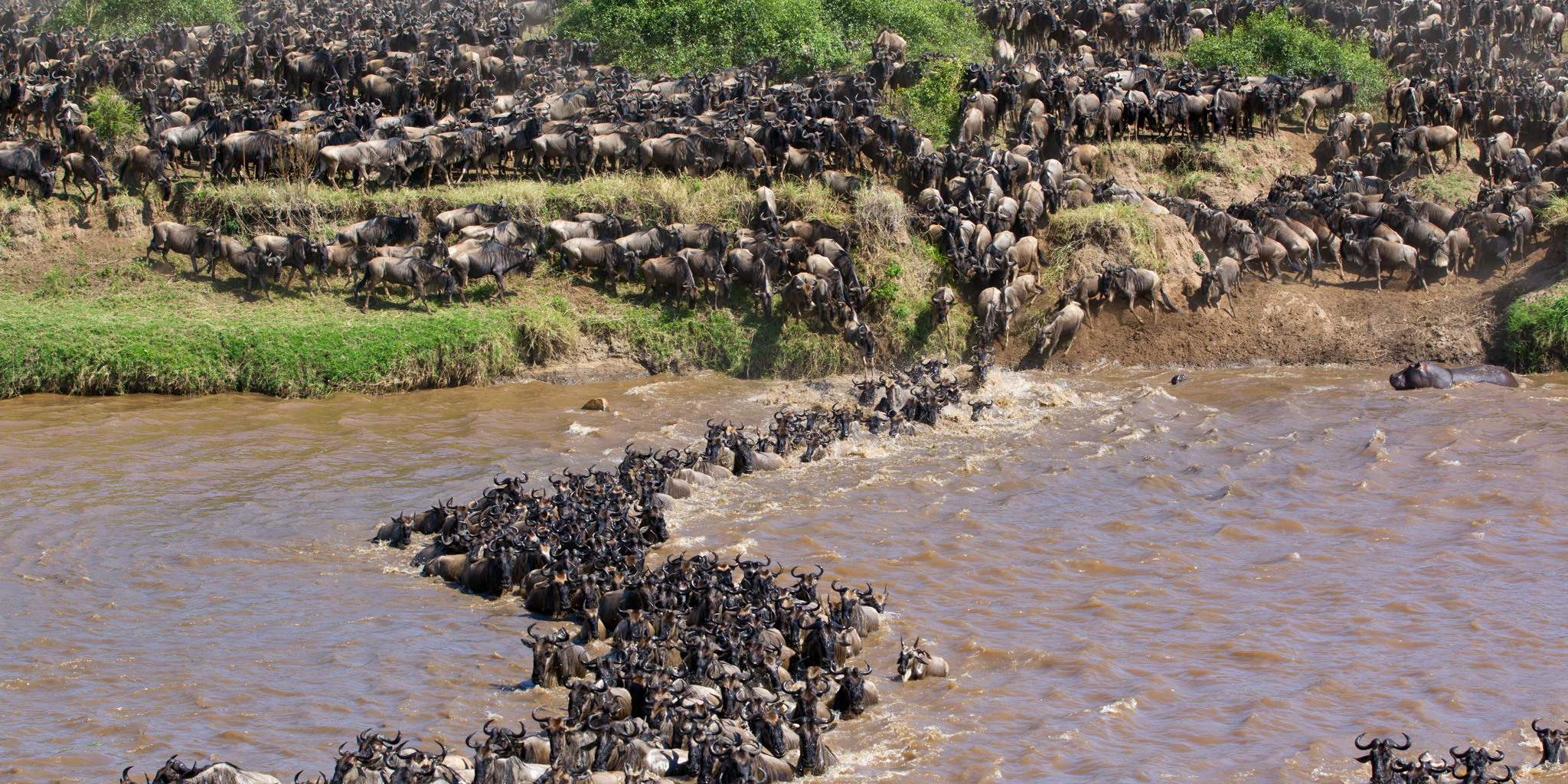 serengeti 3