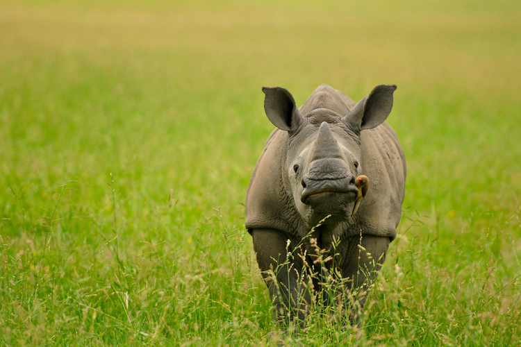 INY Save the Rhino1
