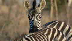 zebra close up south africa yellow zebra safaris