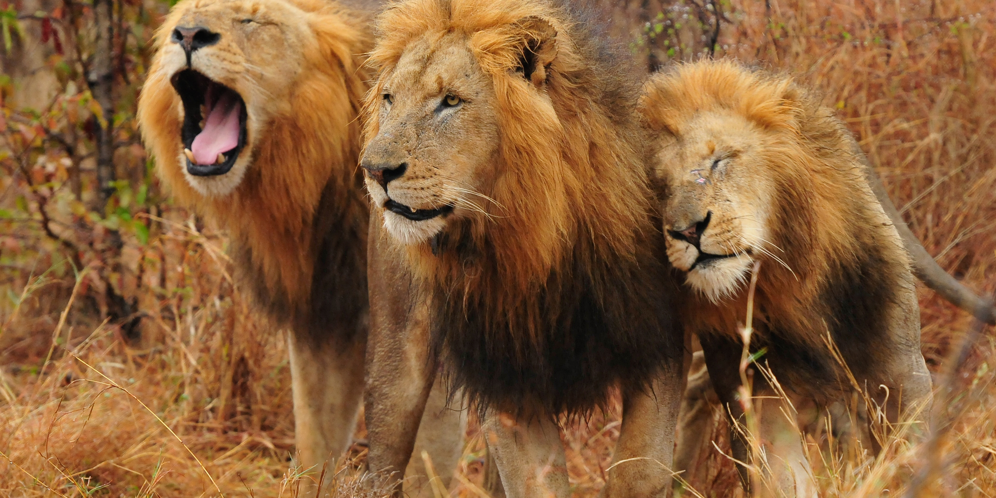 lion safaris, sabi sand reserves, south africa