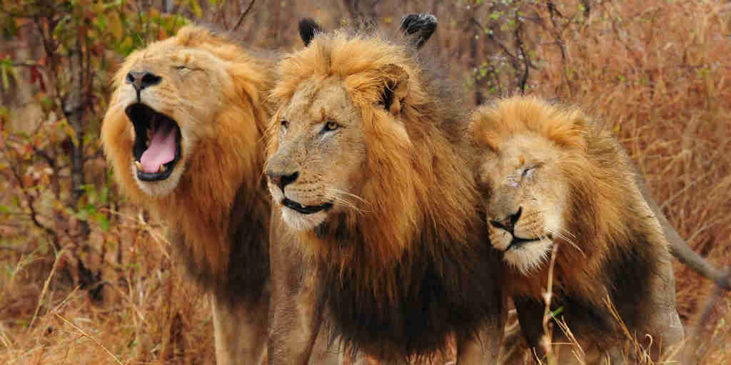 lion safaris, sabi sand reserves, south africa