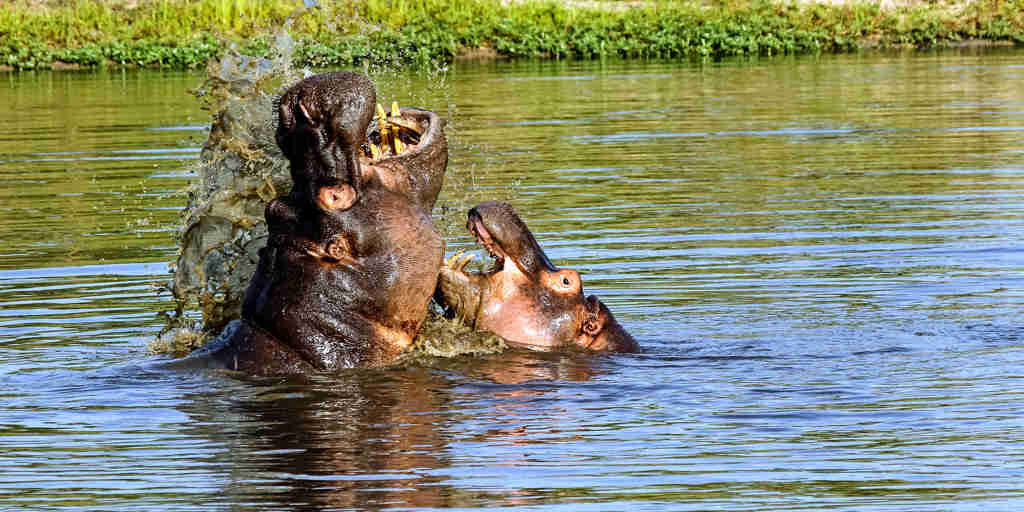 hippos in the sabi sand reserves, south africa safaris