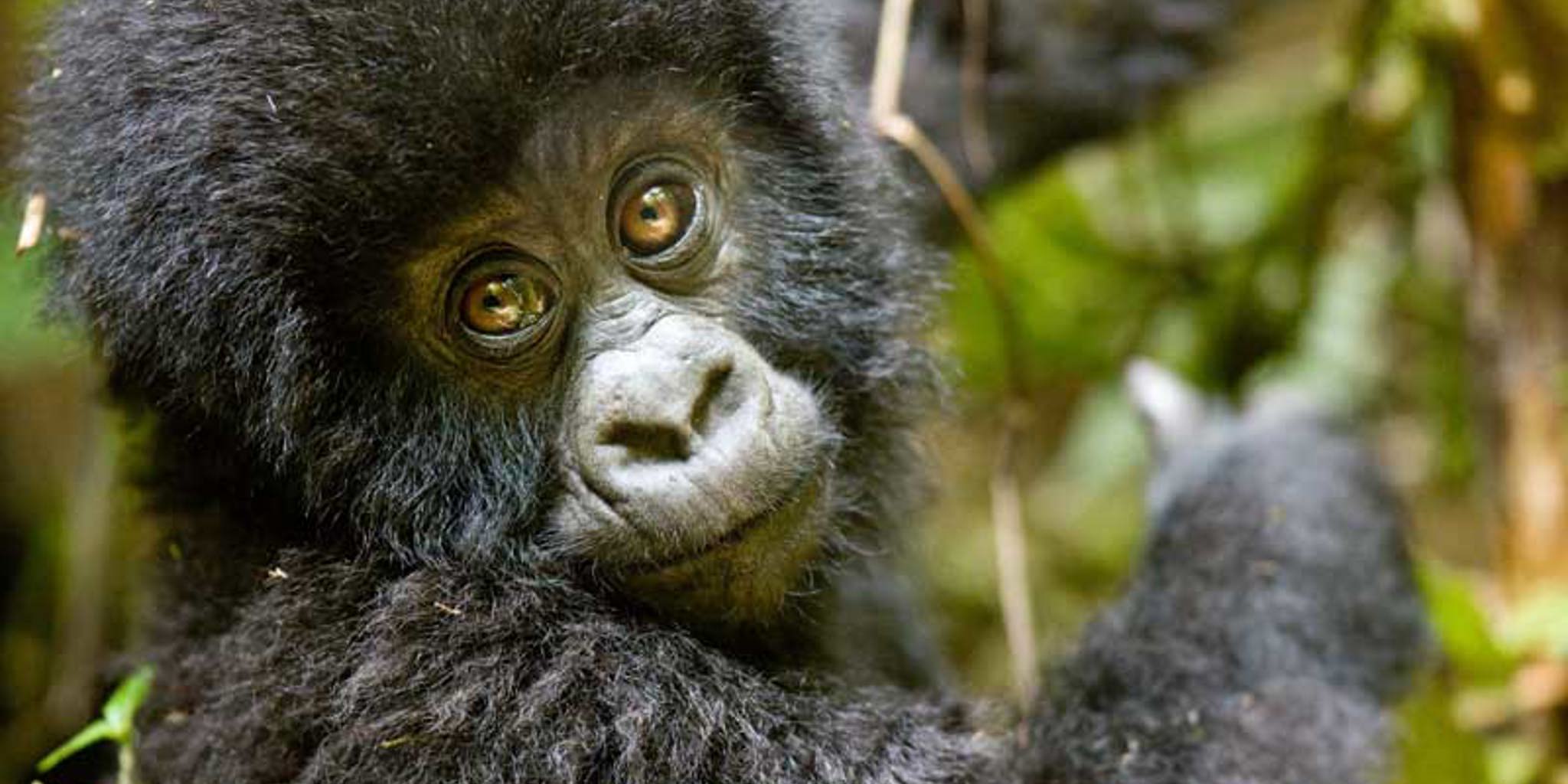 baby gorilla, volcanoes national park, Rwanda safaris