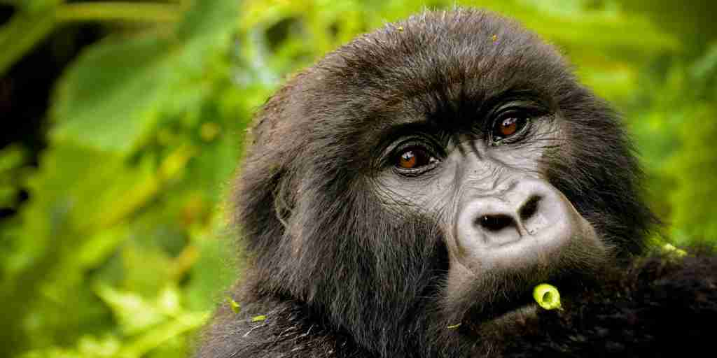 gorilla in volcanoes national park, rwanda safaris