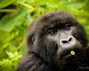 gorilla in volcanoes national park, rwanda safaris