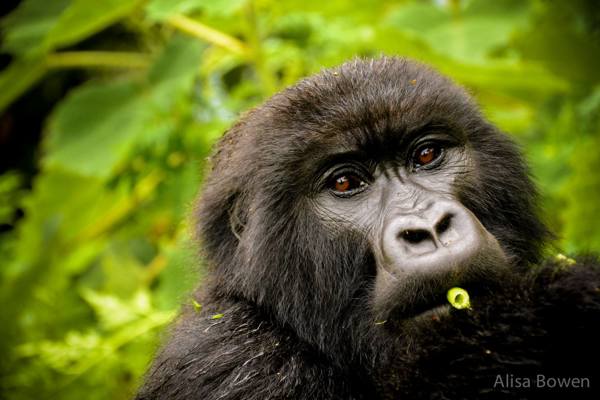 gorilla in volcanoes national park, rwanda safaris