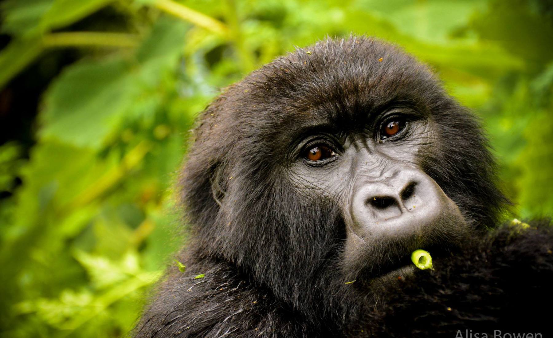 gorilla in volcanoes national park, rwanda safaris