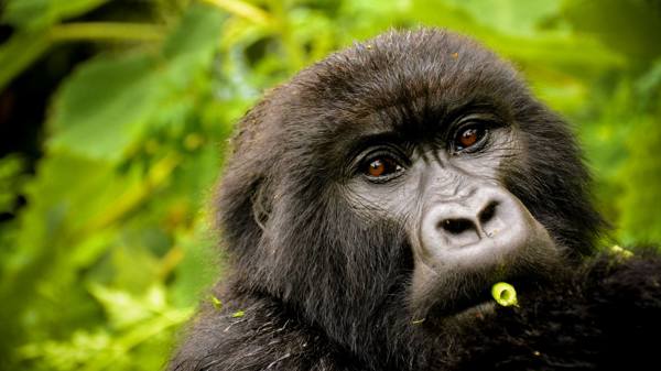 gorilla in volcanoes national park, rwanda safaris