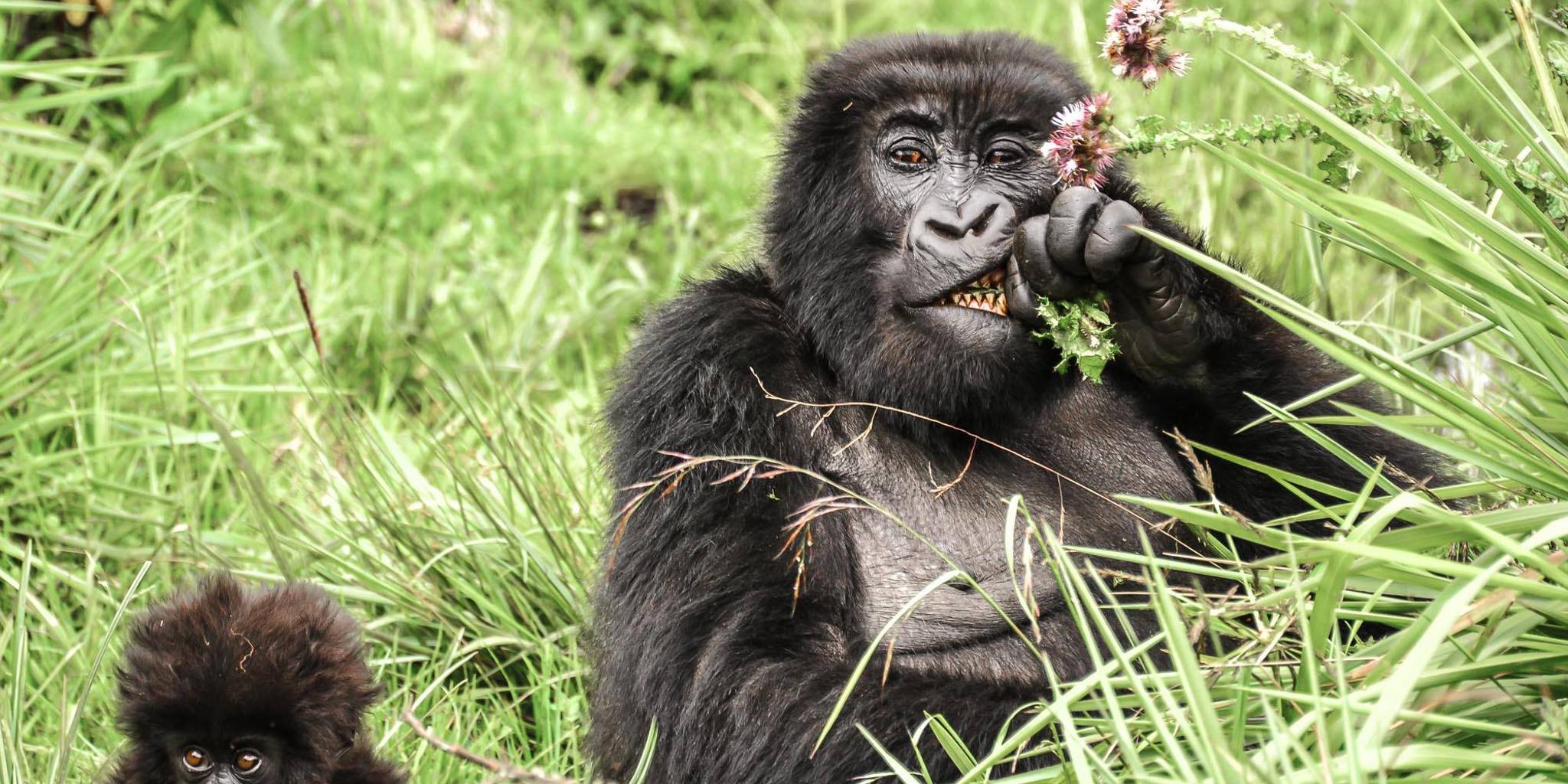 gorillas in volcanoes national park, rwanda safaris