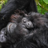 gorilla and baby, volcanoes national park, rwanda safaris