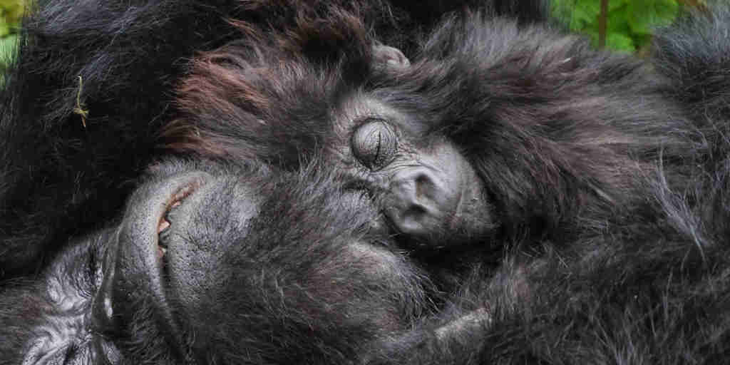 gorilla and baby, volcanoes national park, rwanda safaris