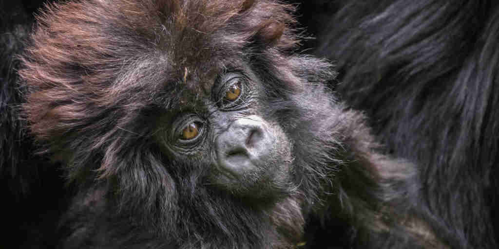 baby gorilla in volcanoes national park, rwanda safaris