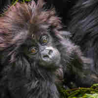 baby gorilla, rwanda safaris, kenya holidays