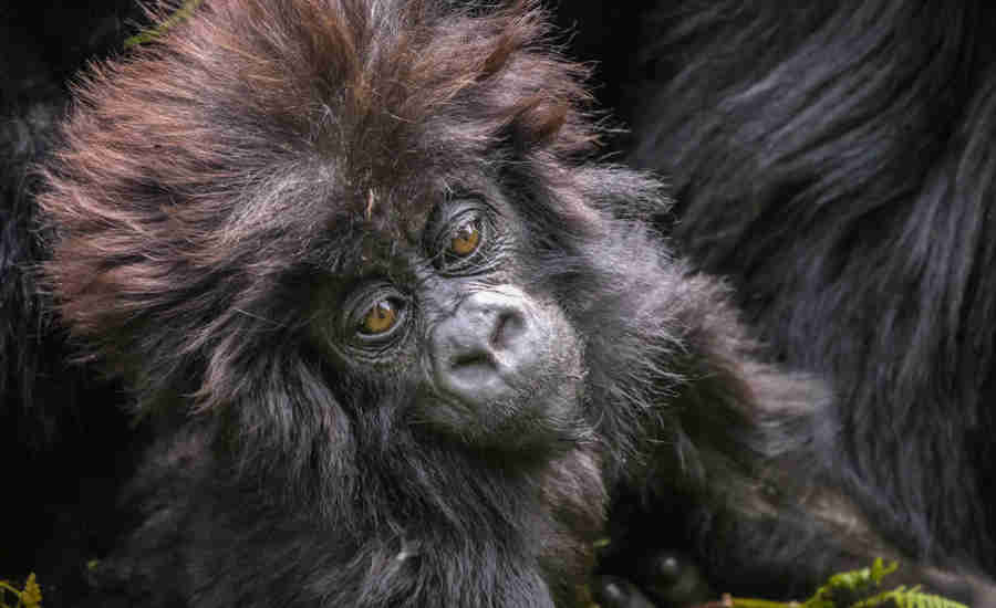 baby gorilla, rwanda safaris, kenya holidays
