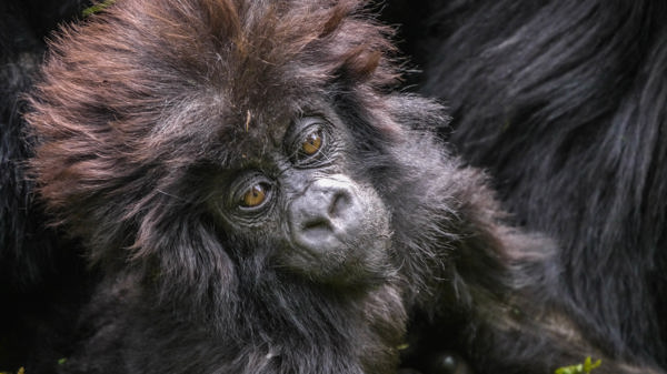 baby gorilla, rwanda safaris, kenya holidays