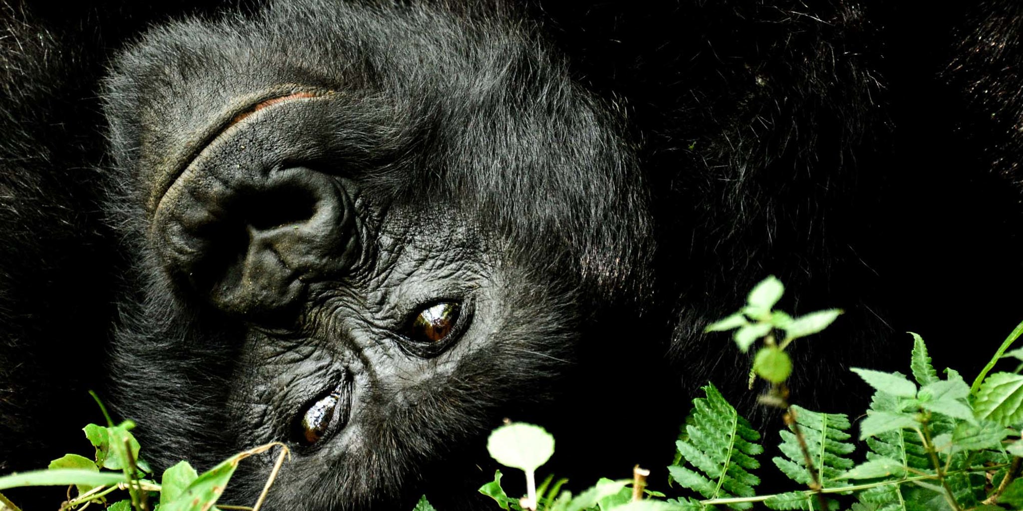 gorilla   alisa bowen 1