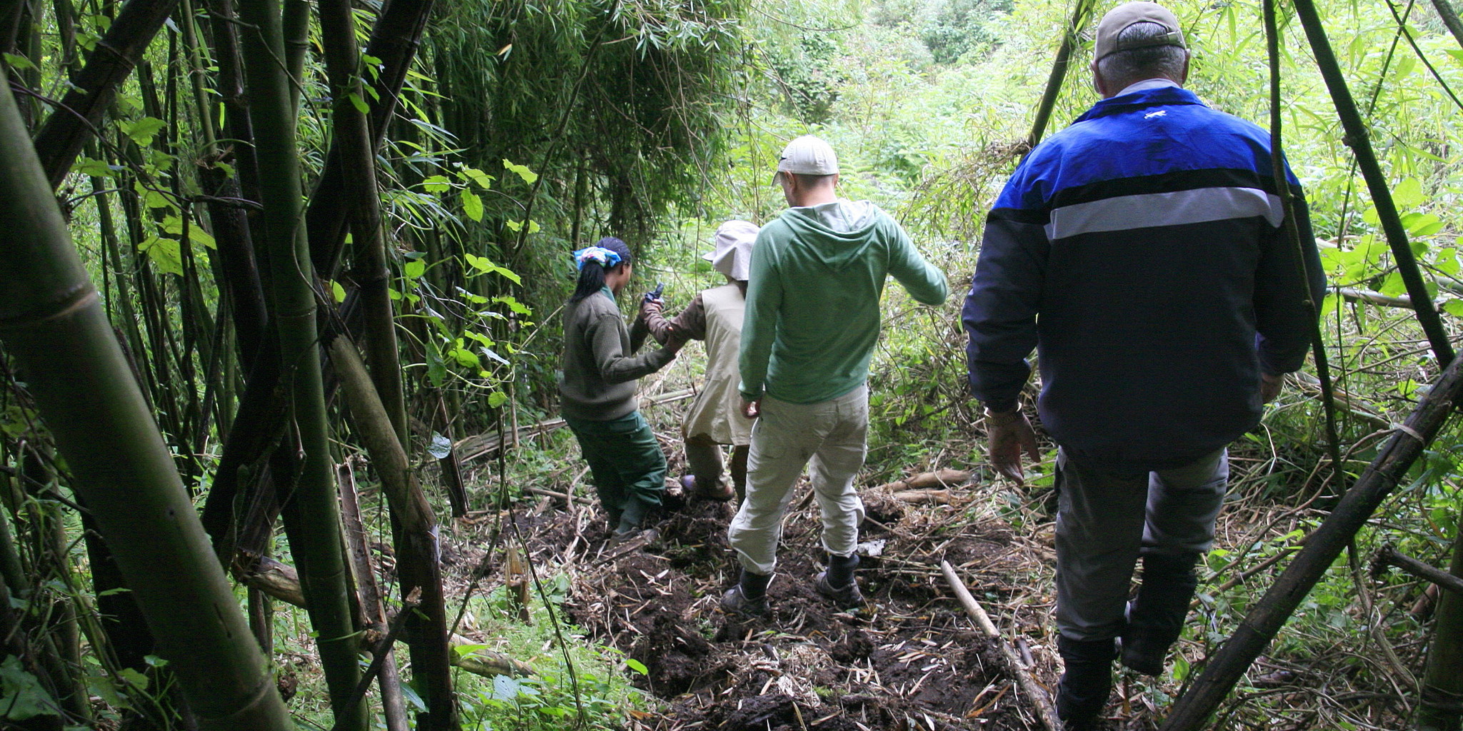 gorilla trekking, volcanoes national park, rwanda safaris