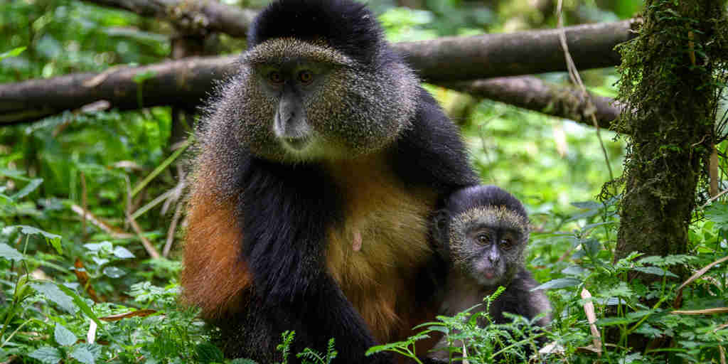 Golden monkeys, volcanoes national park, Rwanda safaris