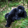 rwanda 245e