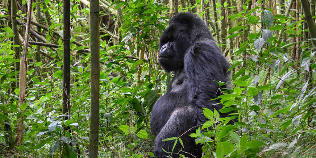 Gorilla in volcanoes national park, Rwanda Safaris
