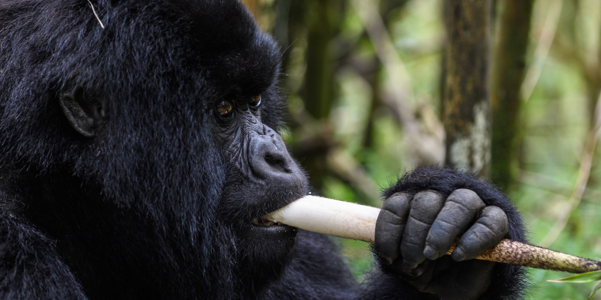 rwanda 301e