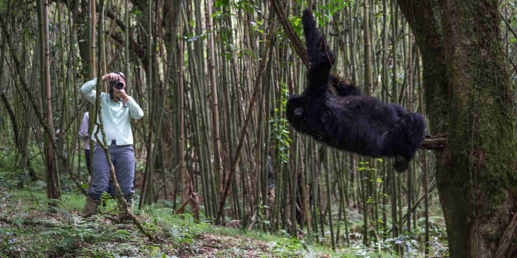 Gorilla trekking, volcanoes national park, Rwanda safaris
