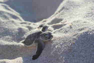 Watch the hatchings make their first journey to the sea