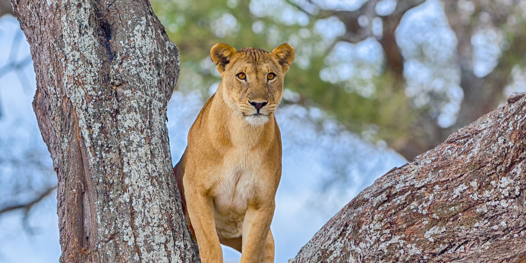 A female lion standing in the crook of a tree, Tarangire National Park