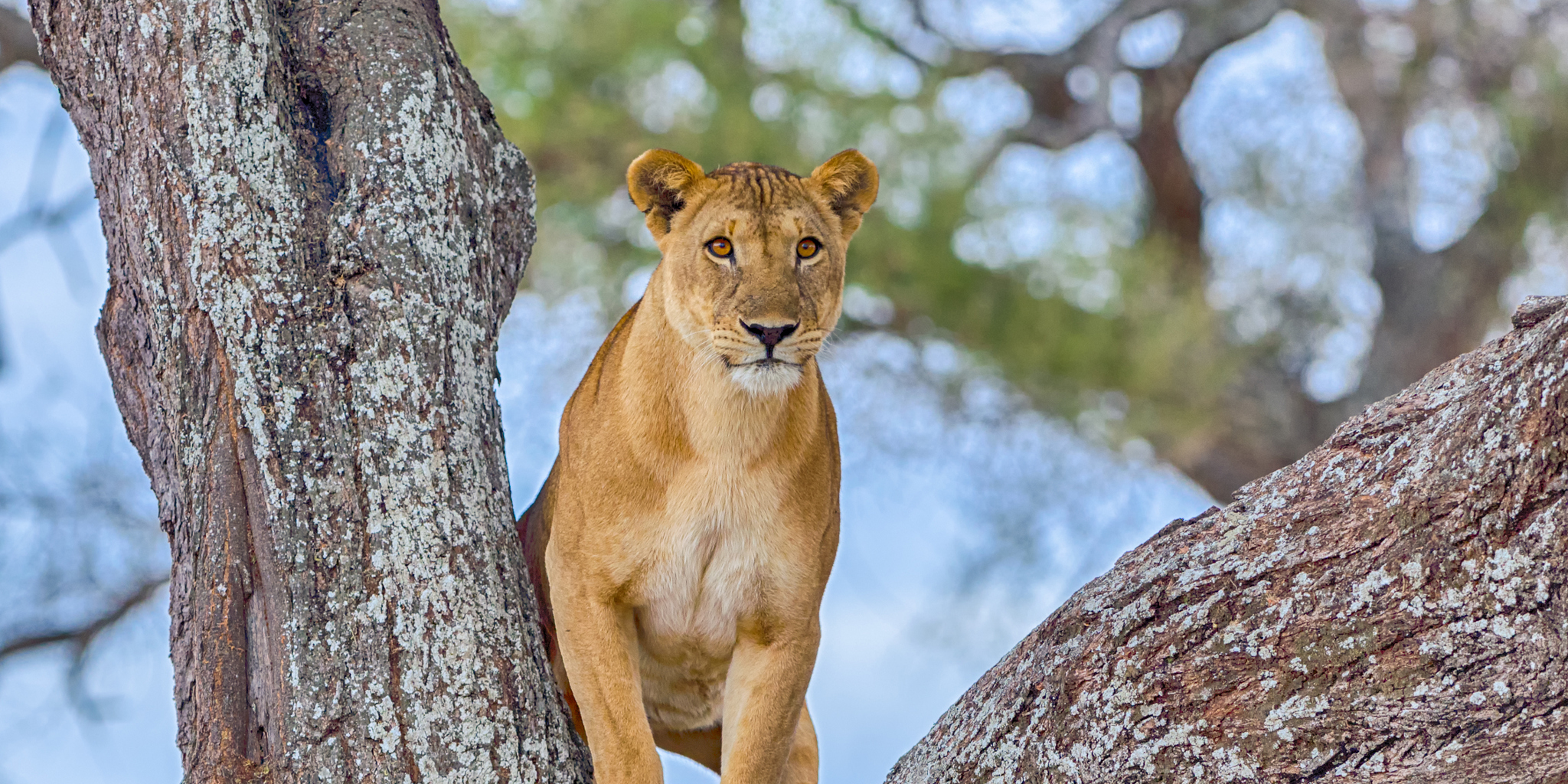A female lion standing in the crook of a tree, Tarangire National Park