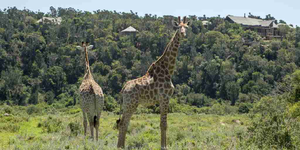 giraffe in eastern cape, south africa safaris