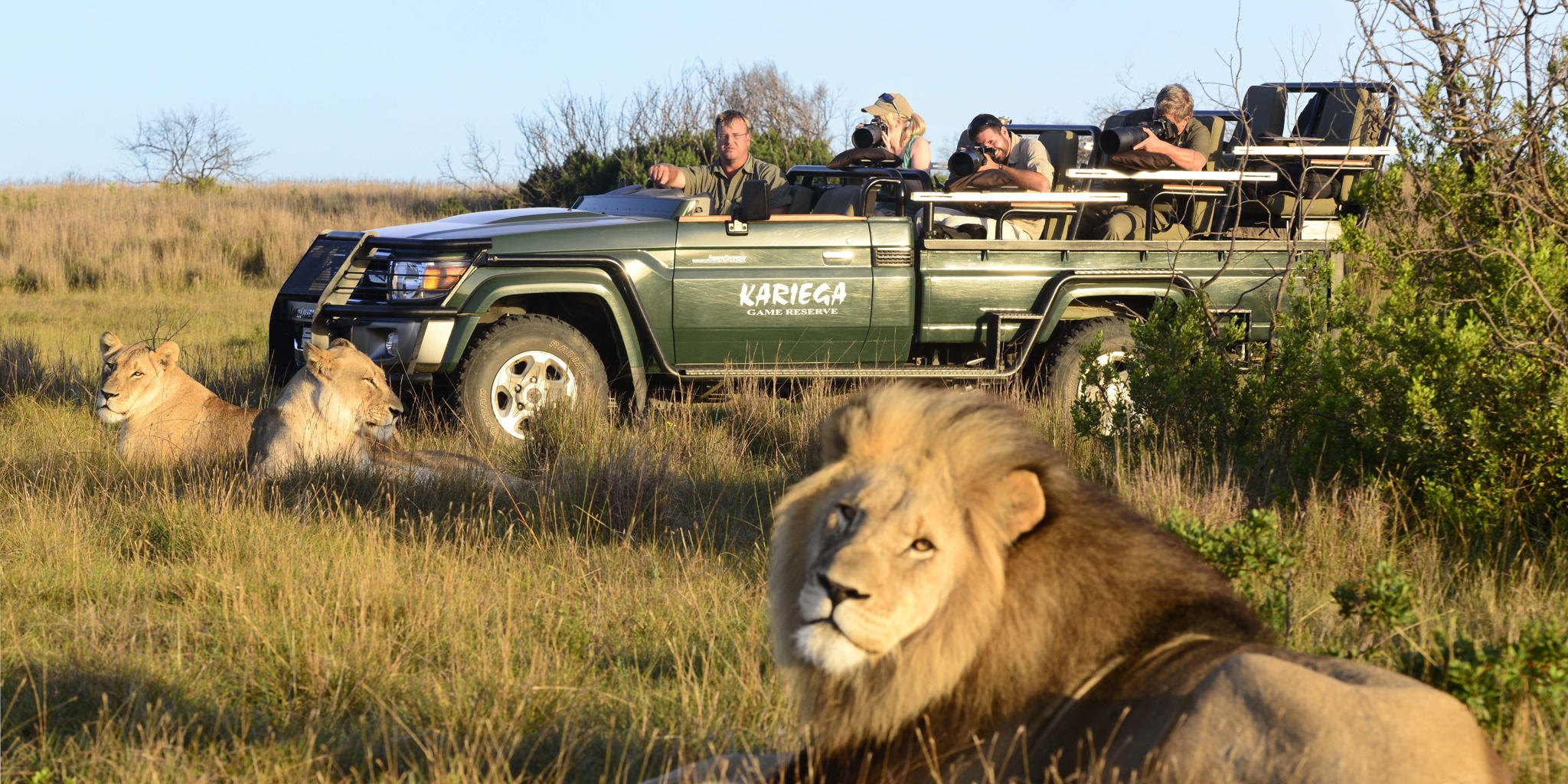 lion game drive, kariega game reserve, south africa