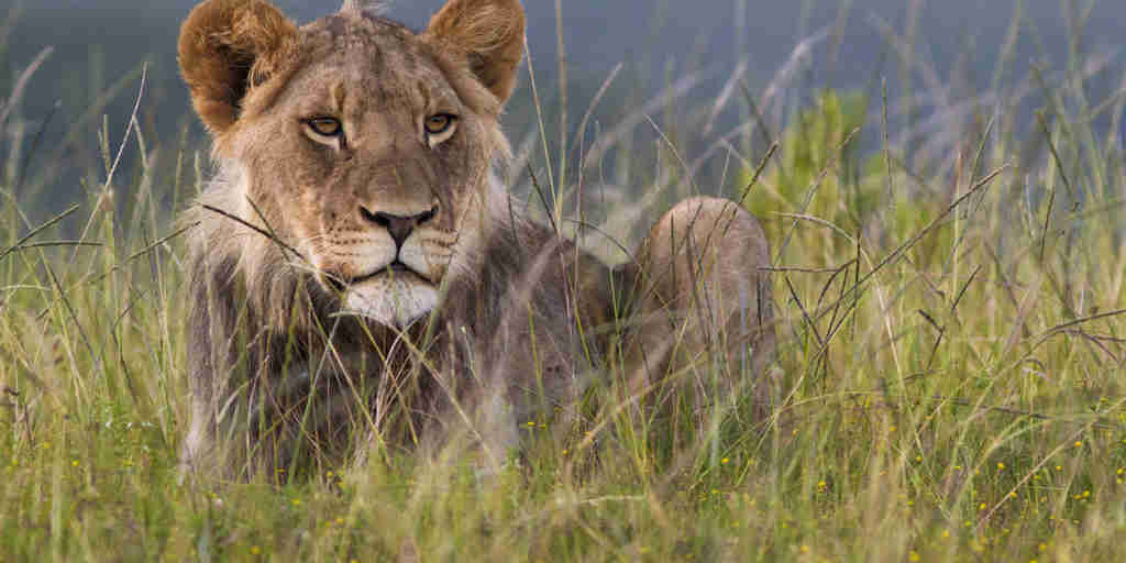 lion safaris, eastern cape, south africa holidays