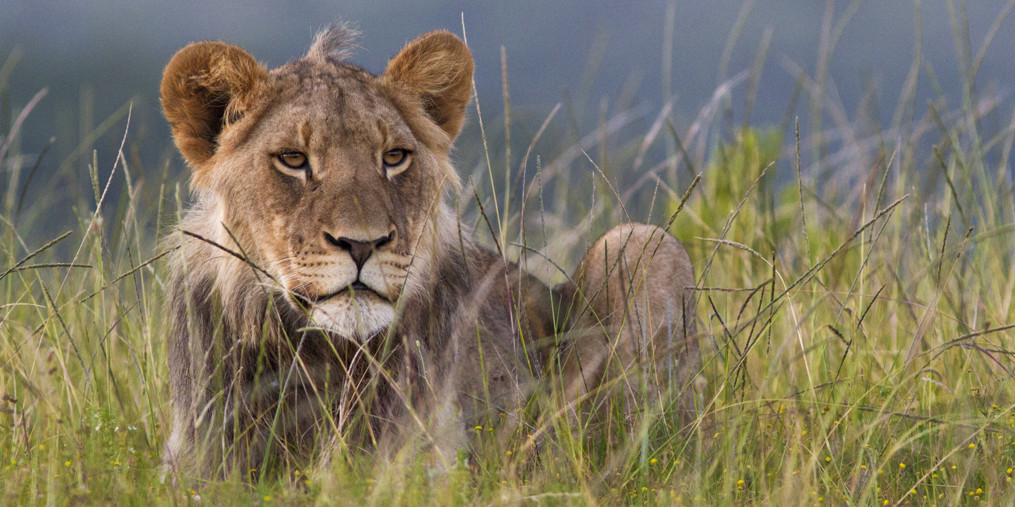 lion safaris, eastern cape, south africa vacations