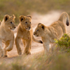 Lion Cubs, Kariega Lodge, Kariega GR South Africa