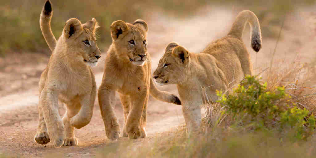 lion cubs, kariega game reserve, south africa safaris