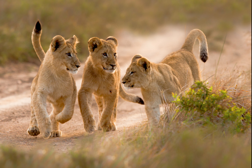 Lion Cubs, Kariega Lodge, Kariega GR South Africa