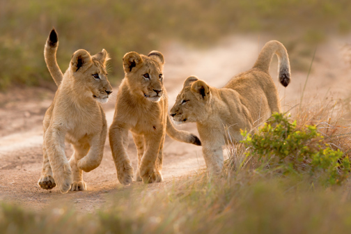 Lion Cubs, Kariega Lodge, Kariega GR South Africa