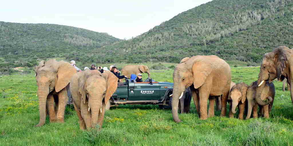 elephant game drive, eastern cape safaris, south africa