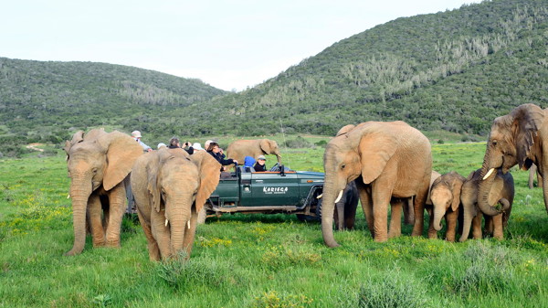 elephant game drive, kariega game reserve, south africa
