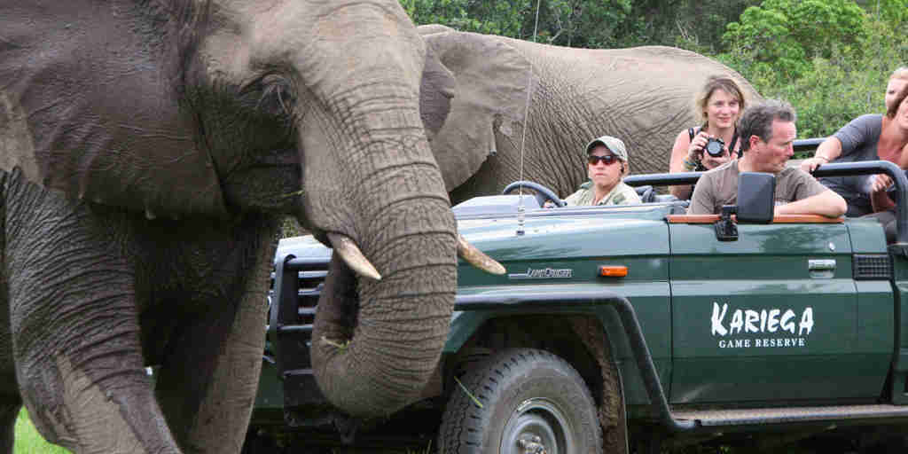elephant drive, eastern cape safaris, south africa