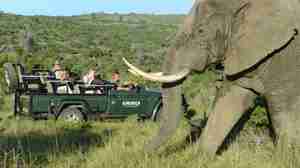 elephant game drive, kariega game reserve, south africa