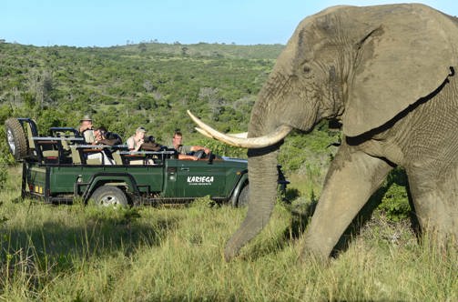 Game Drive, Kariega Main Lodge, Kariega GR, South Africa