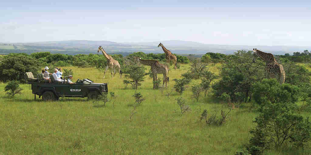 giraffe game drive, eastern cape safaris, south africa