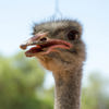ostrich safaris in oudtshoorn, south africa holidays