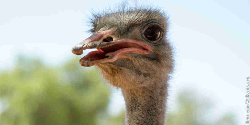 ostrich safaris in oudtshoorn, south africa holidays