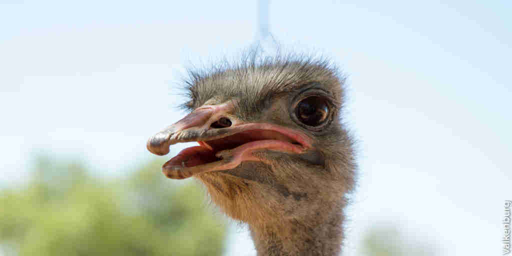 ostrich safaris in oudtshoorn, south africa vacations