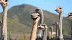 ostrich farm, oudtshoorn, south africa safari holidays